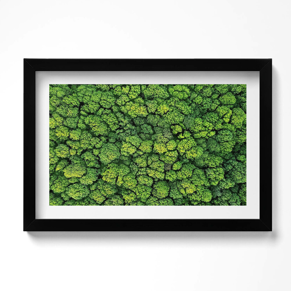 Tablou rama original Plante naturale mușchi