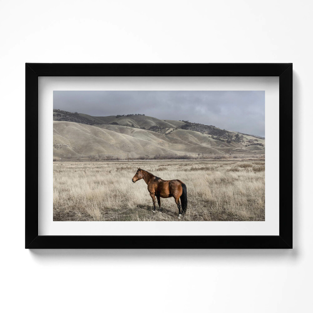 Tablou rama original Un cal călare printre iarbă