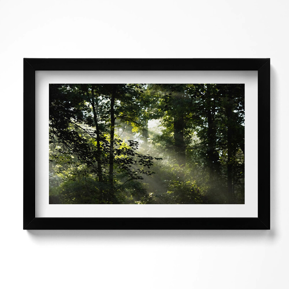 Tablou rama original Razele soarelui și copacii