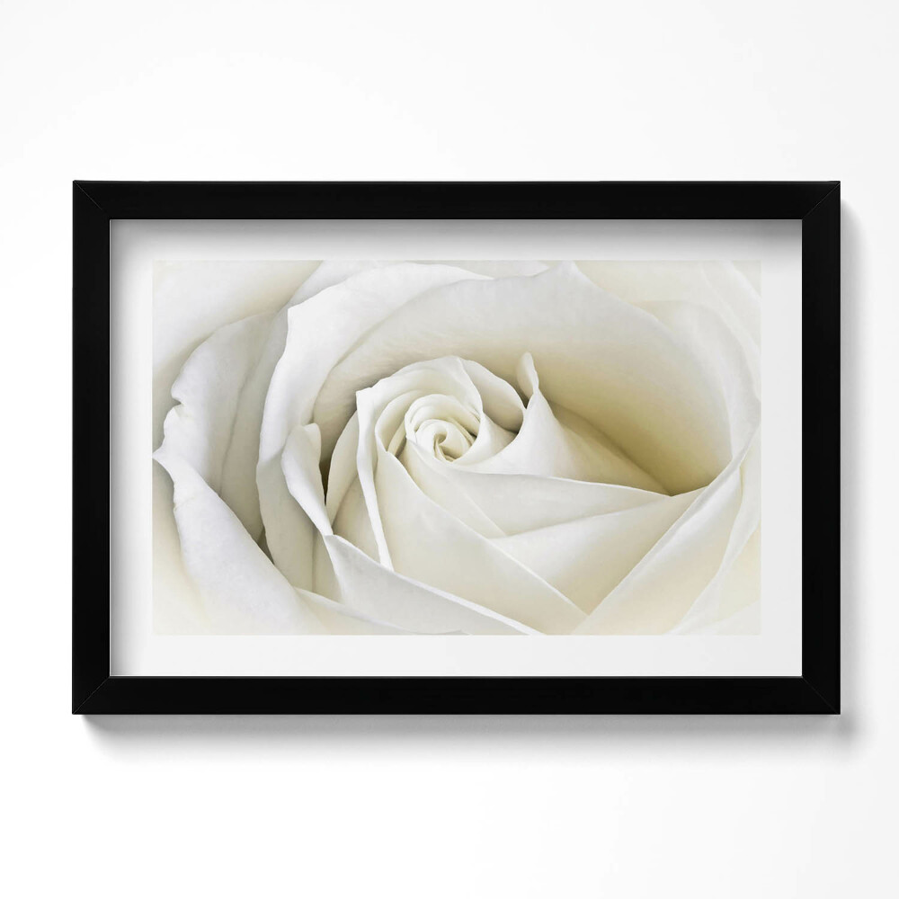 Tablou living cu rama original Petale delicate de trandafir alb