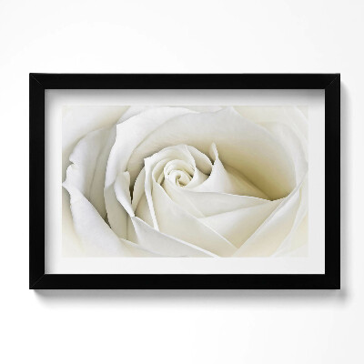 Tablou living cu rama original Petale delicate de trandafir alb