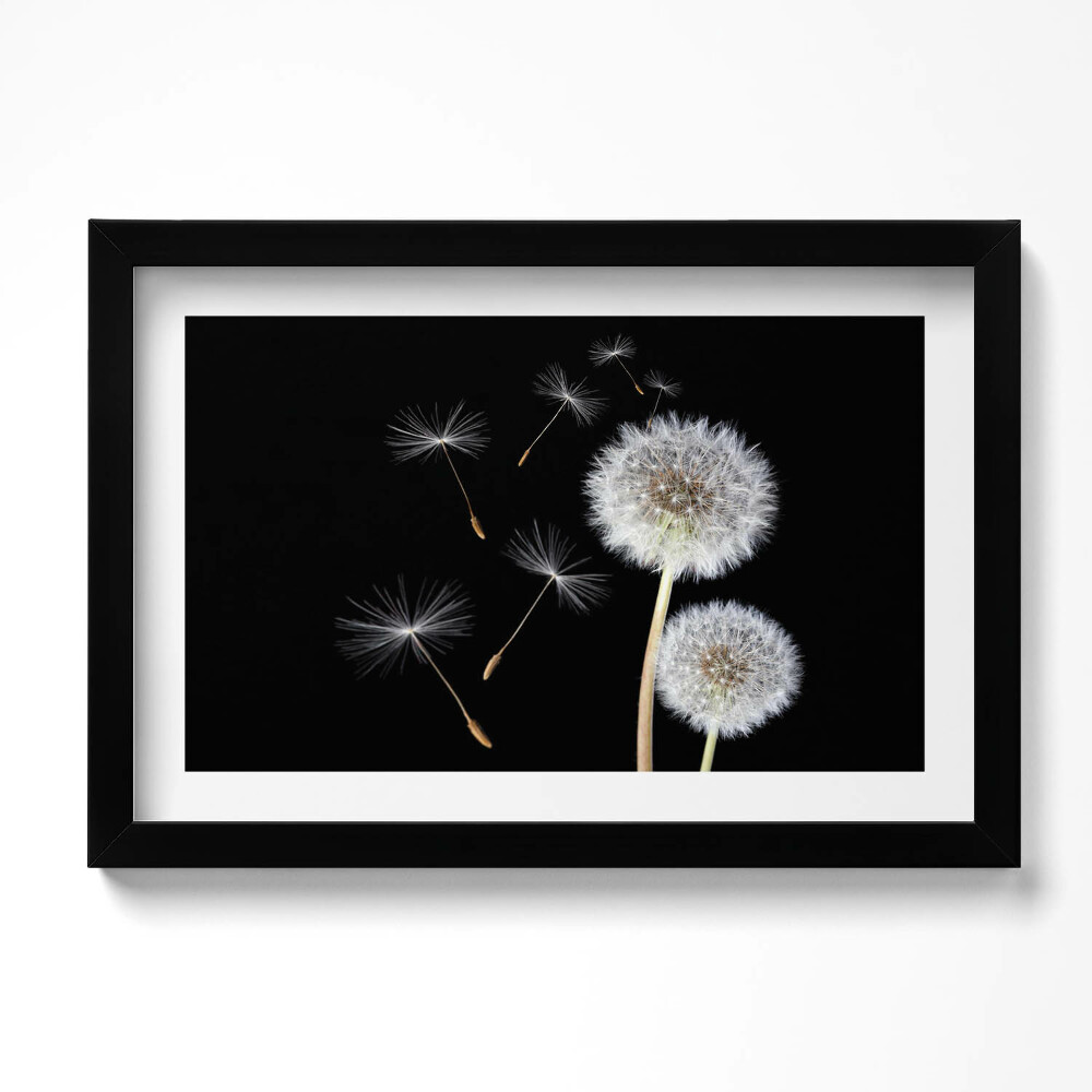 Tablou living cu rama original Două păpădii