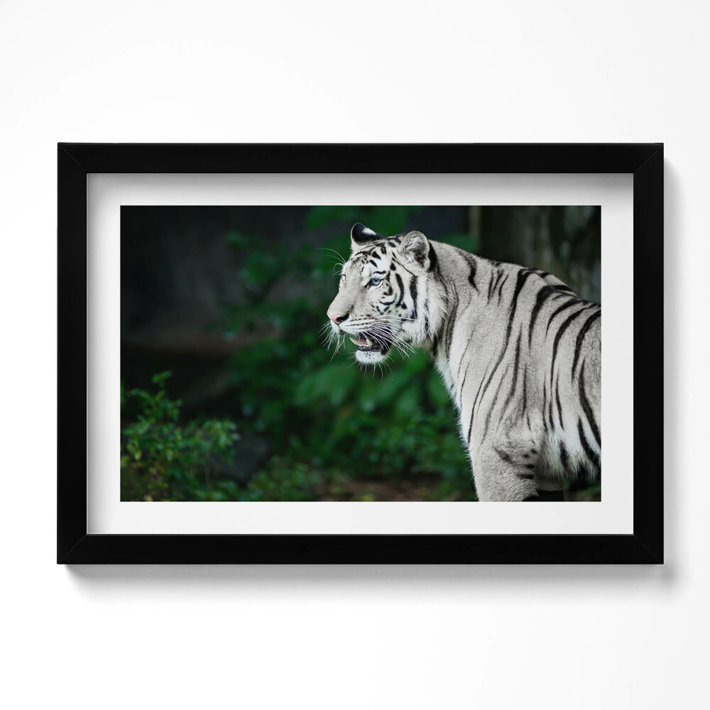 Tablou rama original Tigru alb în junglă