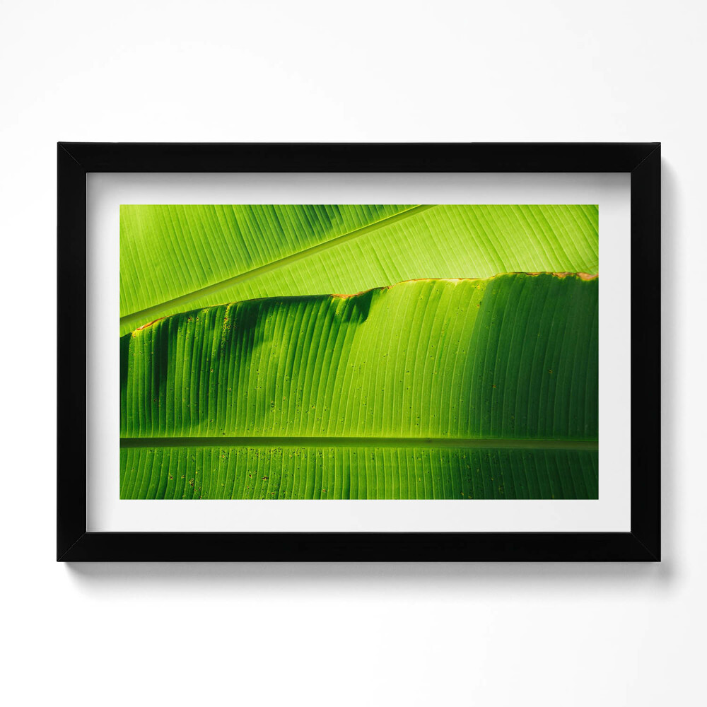 Tablou rama original Frunze verzi de bananier la soare