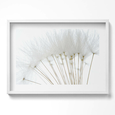 Tablou living cu rama excepţional Păpădii albe