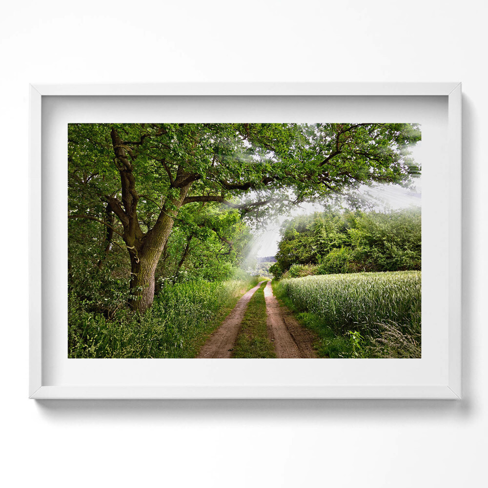 Tablou living cu rama excepţional Cale, copaci și raze de soare