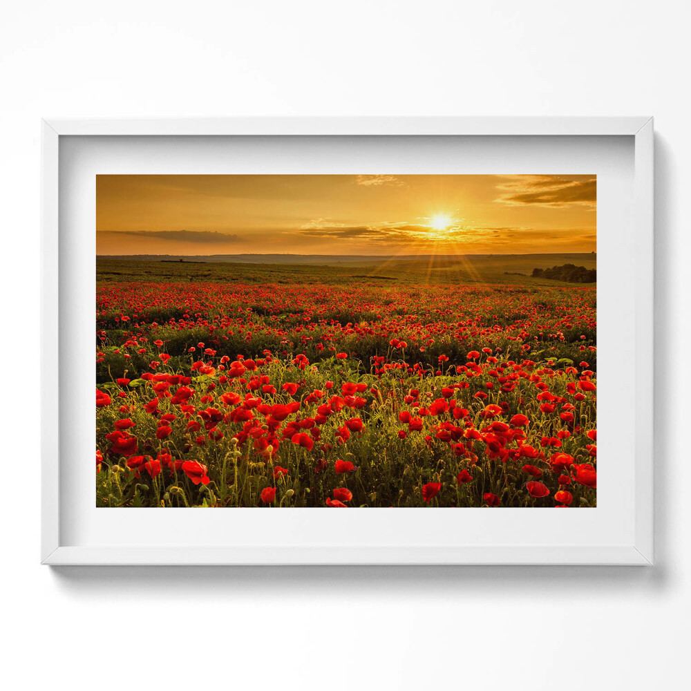 Tablou living cu rama excepţional Peisaj al unei pajiști cu flori de mac