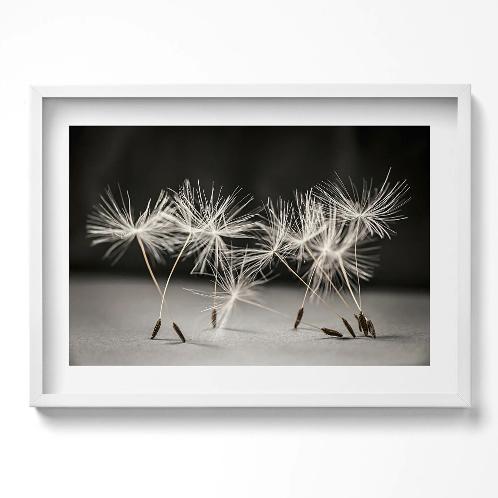 Tablou rama excepţional Polen delicat de păpădie