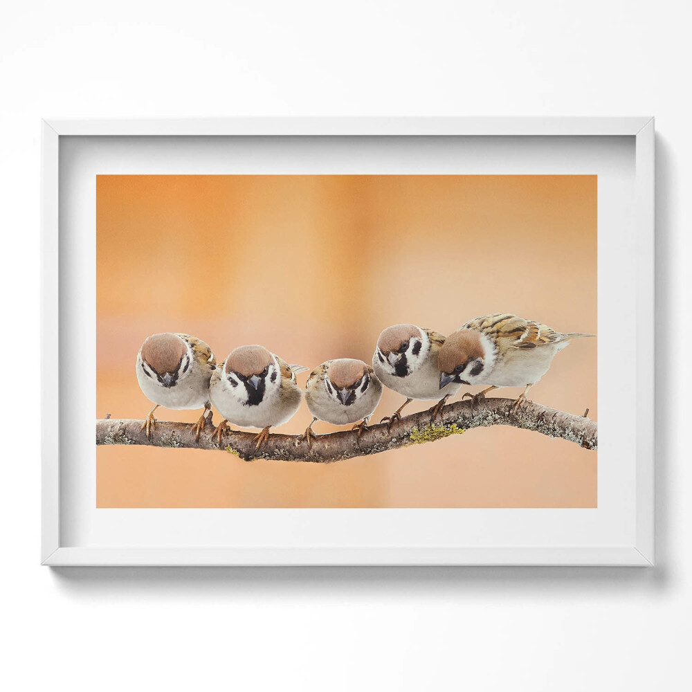 Tablou living cu rama excepţional Păsări pe o ramură