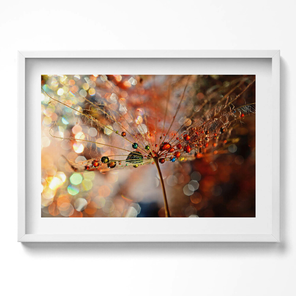 Tablou rama excepţional Păpădie și rouă