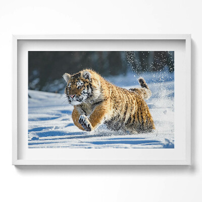 Tablou living cu rama excepţional Tigru pufos în zăpadă