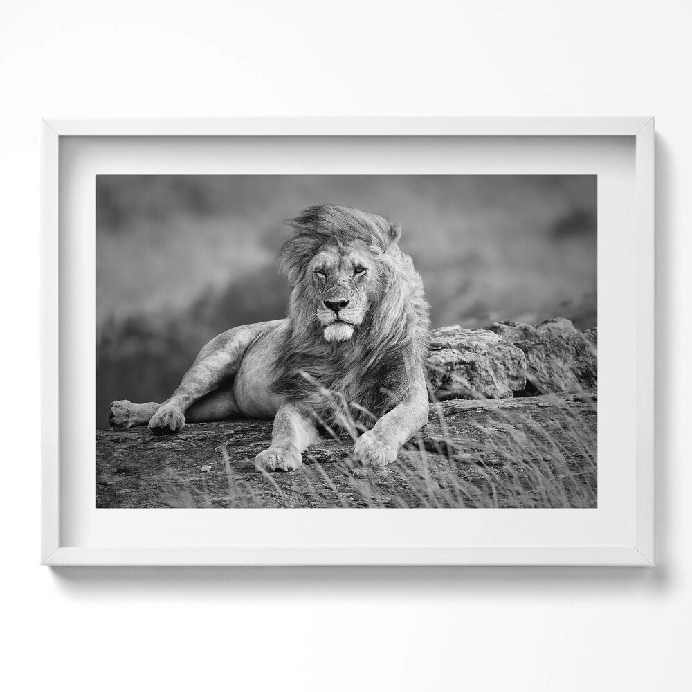 Tablou living cu rama excepţional Leul animal maiestuos