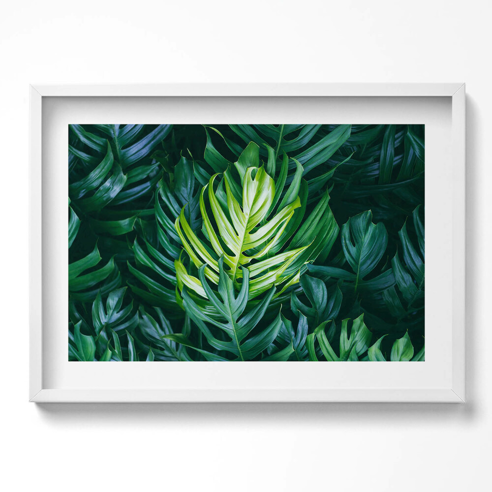 Tablou living cu rama excepţional Natură tropicală - frunze de monstera