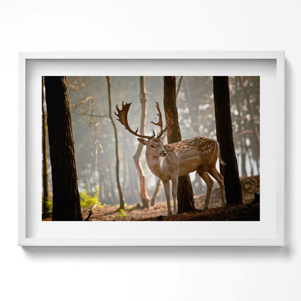 Tablou living cu rama excepţional Cerbi în strălucirea soarelui care răsare