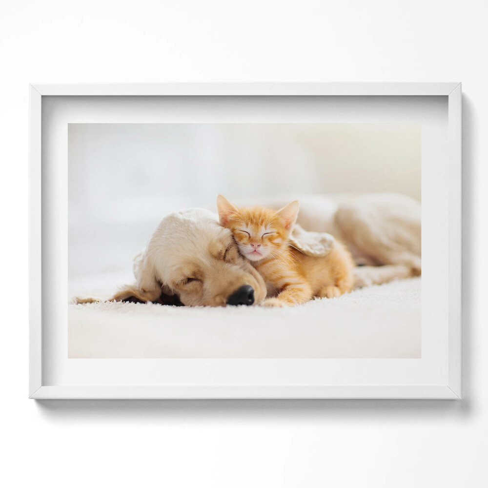 Tablou living cu rama excepţional Animale care dorm, pisică și câine