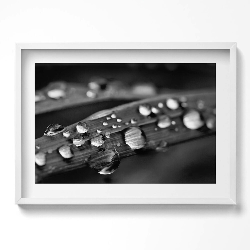 Tablou rama excepţional Frunză de Rosa Alb-Negru