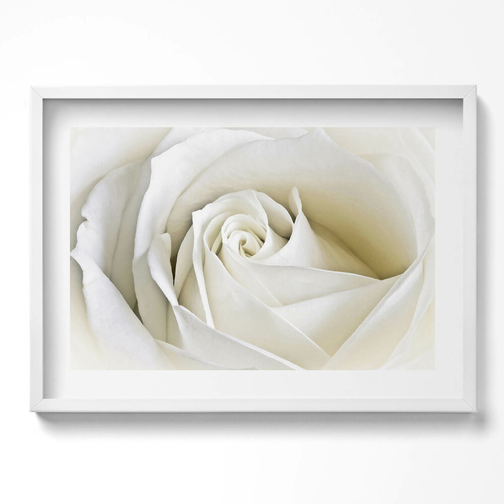 Tablou rama excepţional Petale delicate de trandafir alb