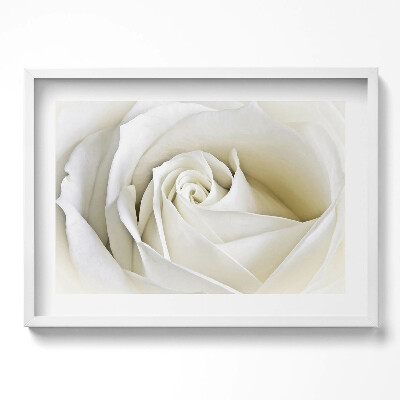 Tablou rama excepţional Petale delicate de trandafir alb