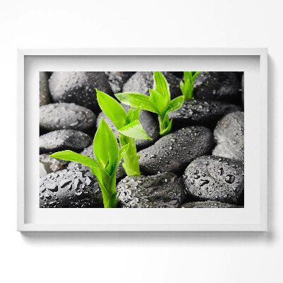 Tablou rama excepţional Plante verzi pe pietre ude