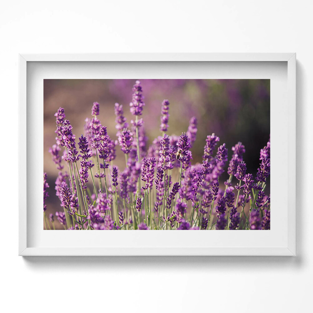 Tablou rama excepţional Pajiște cu flori de lavandă