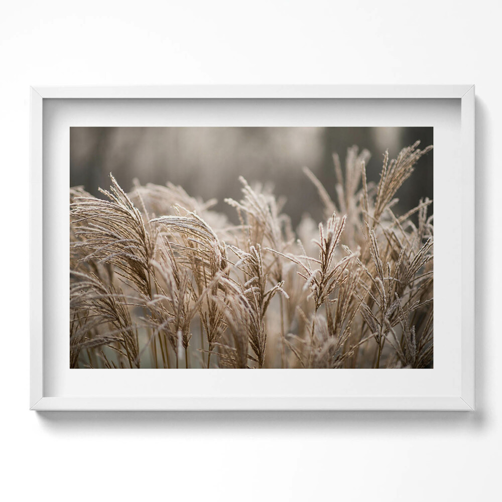 Tablou rama excepţional Ierburi delicate Boho