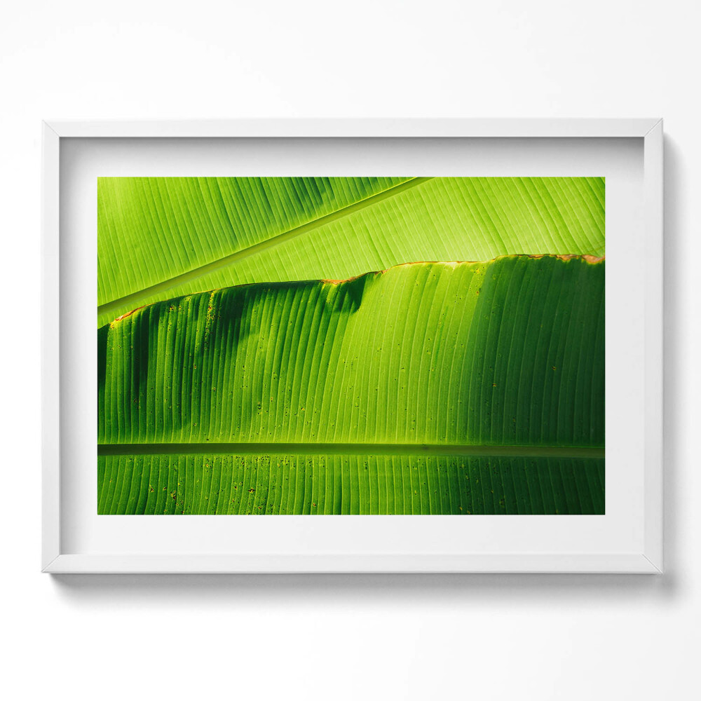 Tablou living cu rama excepţional Frunze verzi de bananier la soare
