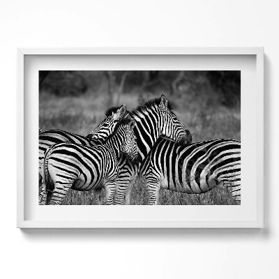 Tablou living cu rama excepţional Zebre care se îmbrățișează