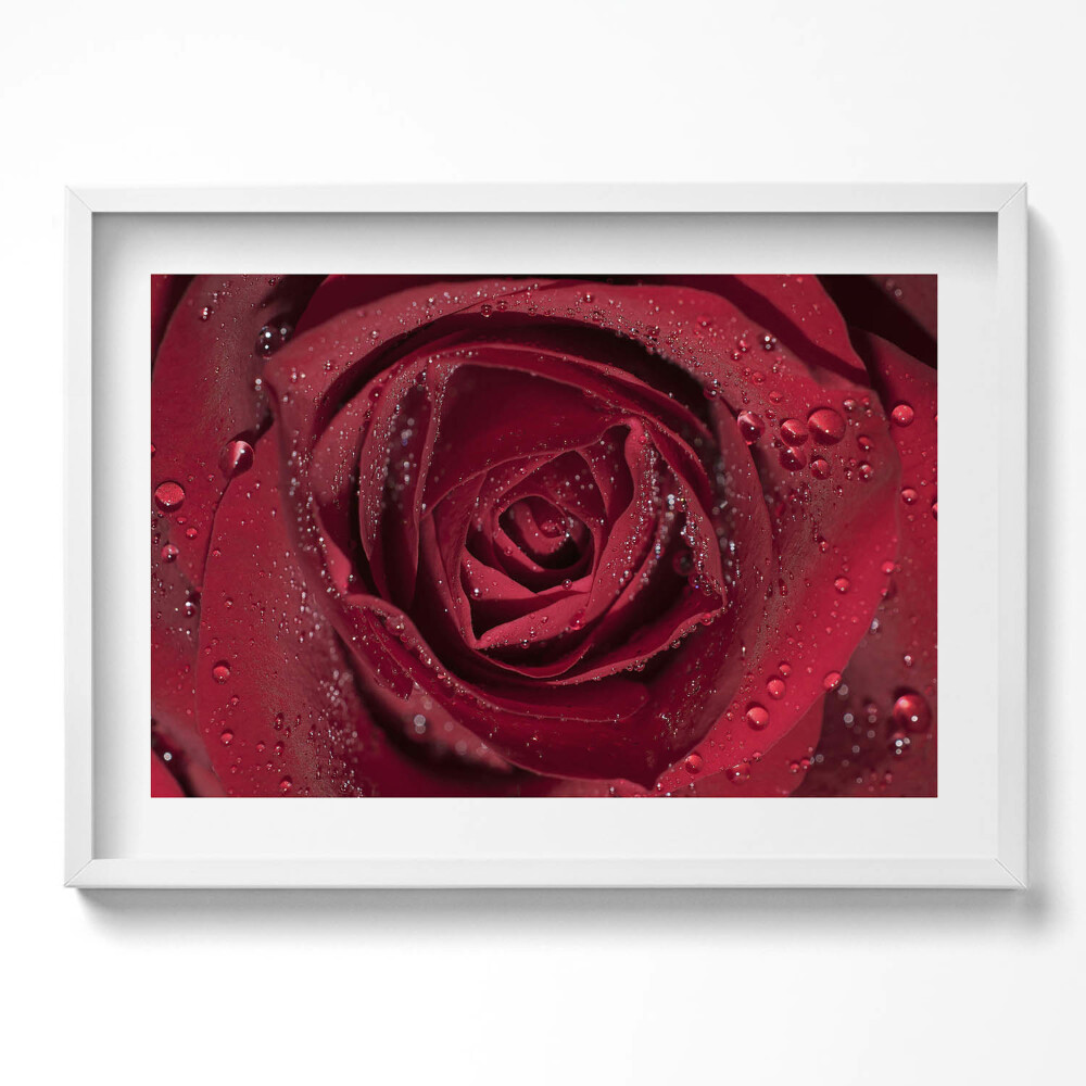 Tablou living cu rama excepţional Prim-plan al unui trandafir roșu în rouă