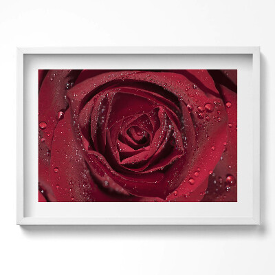Tablou living cu rama excepţional Prim-plan al unui trandafir roșu în rouă