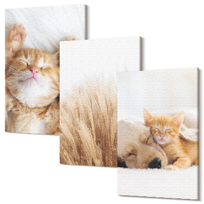 Tablou canvas set triptic Animale dragute pisici caini iarba delicata boho