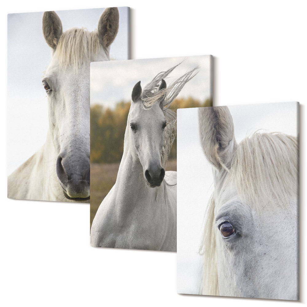 Set tablouri canvas triptic Cai albi în diverse ipostaze pe un fundal natural