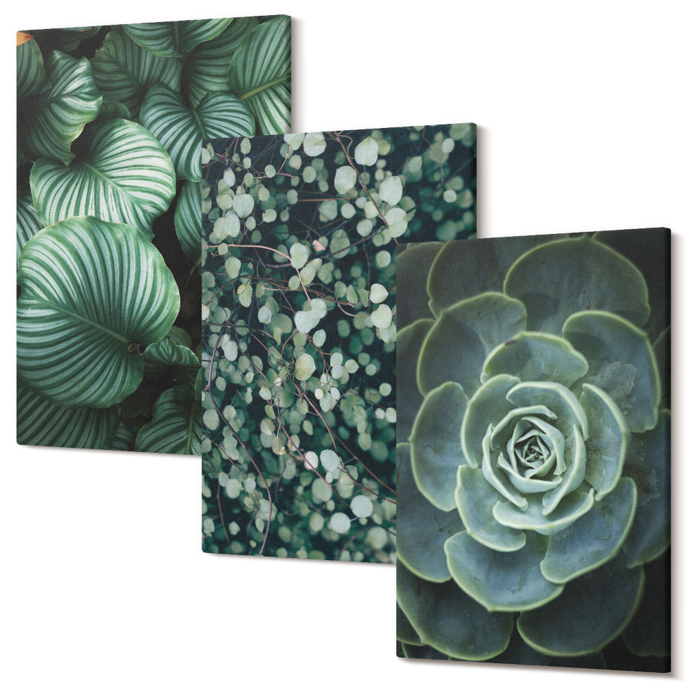 Tablou canvas set triptic Plante cu frunze verzi și suculente elegante