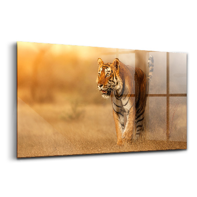 Tablou pe sticlă Vânătoare de tigri plimbare sălbatică