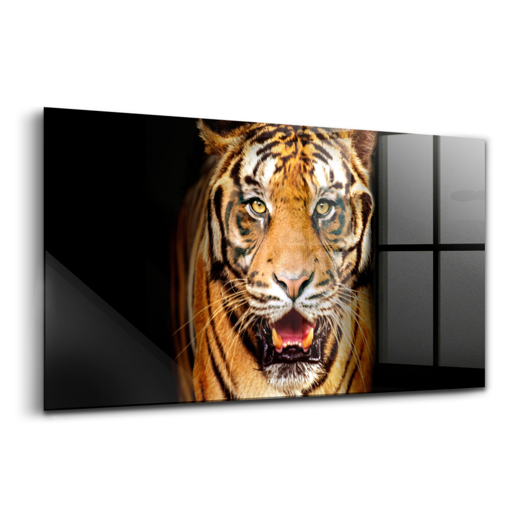 Tablou pe sticlă Un tigru ascuțit, cu ochi sălbatici