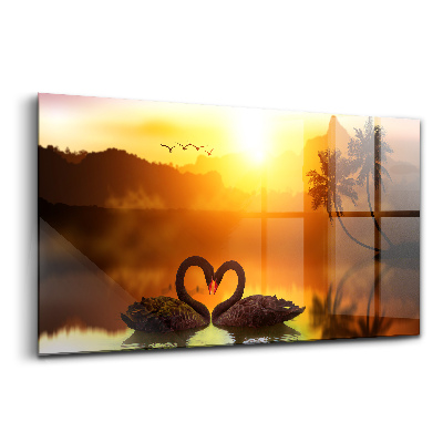 Tablou din sticlă Frumoasă lebădă neagră pe lac