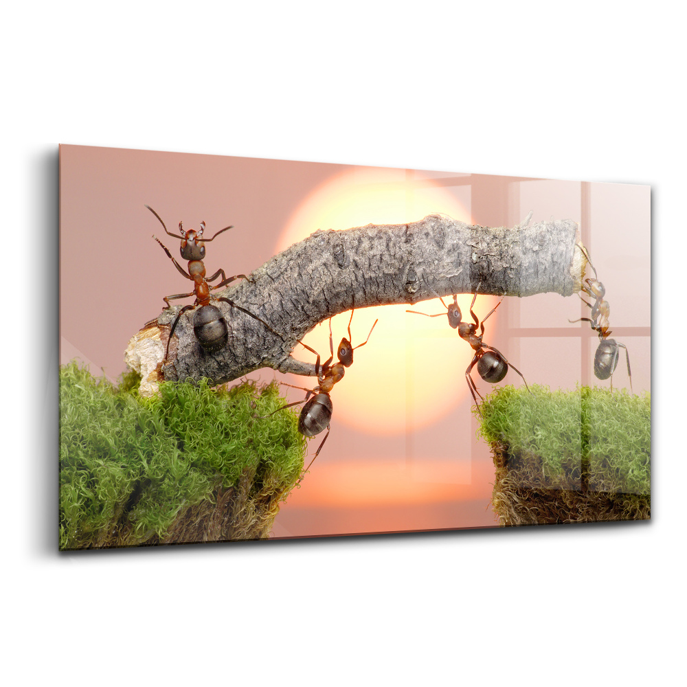 Tablou pe sticlă Furnici pe un trunchi de copac