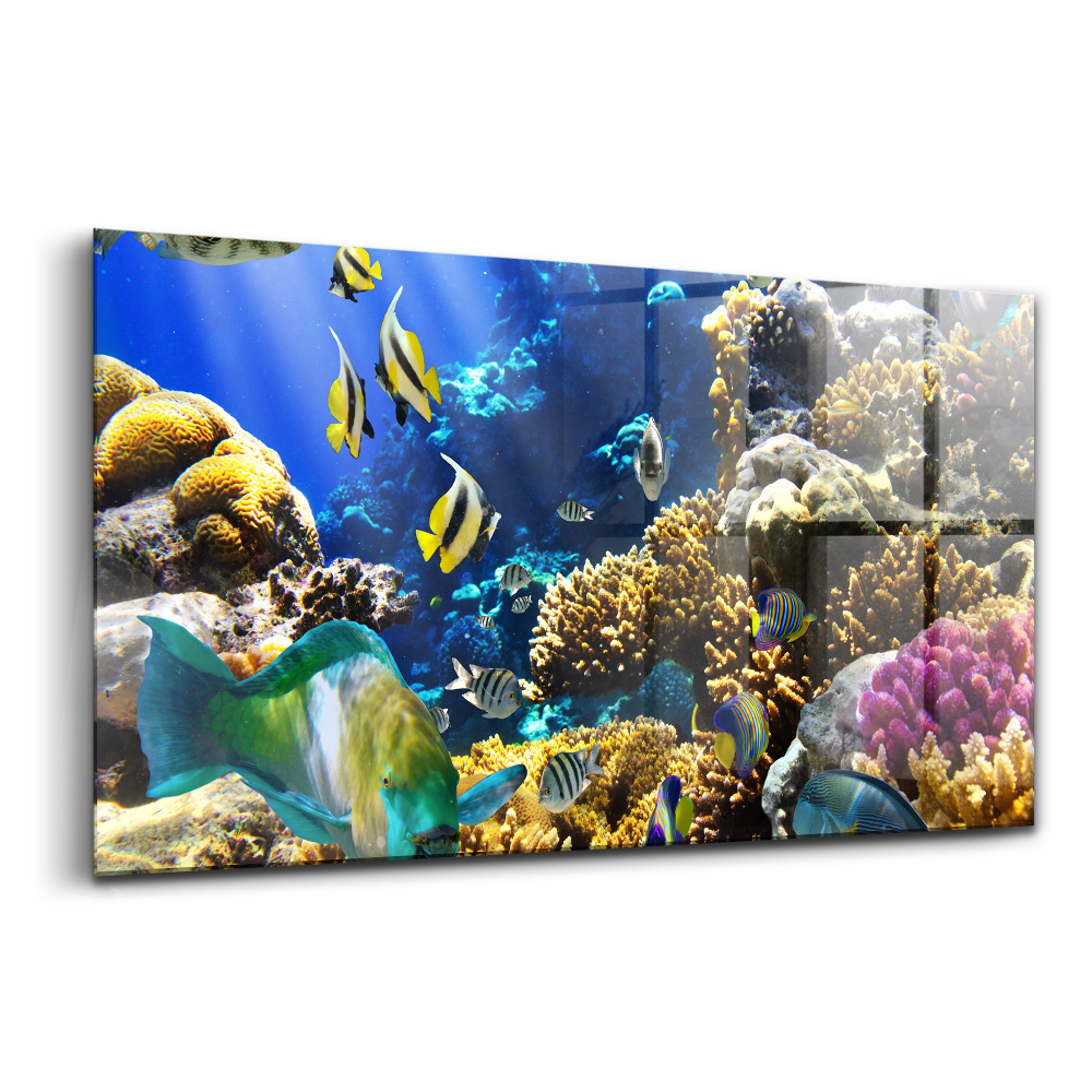 Tablou pe sticlă Fotografie cu un pește pe un recif de corali