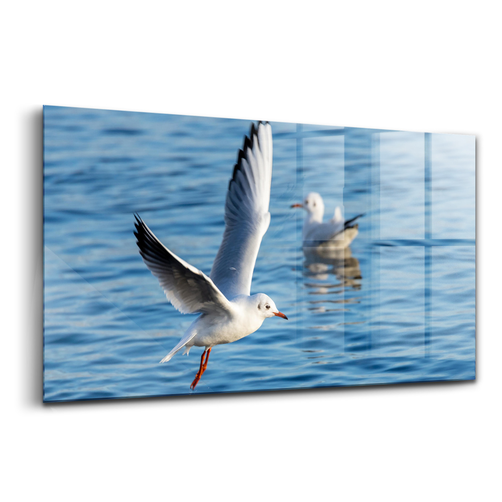 Tablou din sticlă Pescărușii din Gdynia