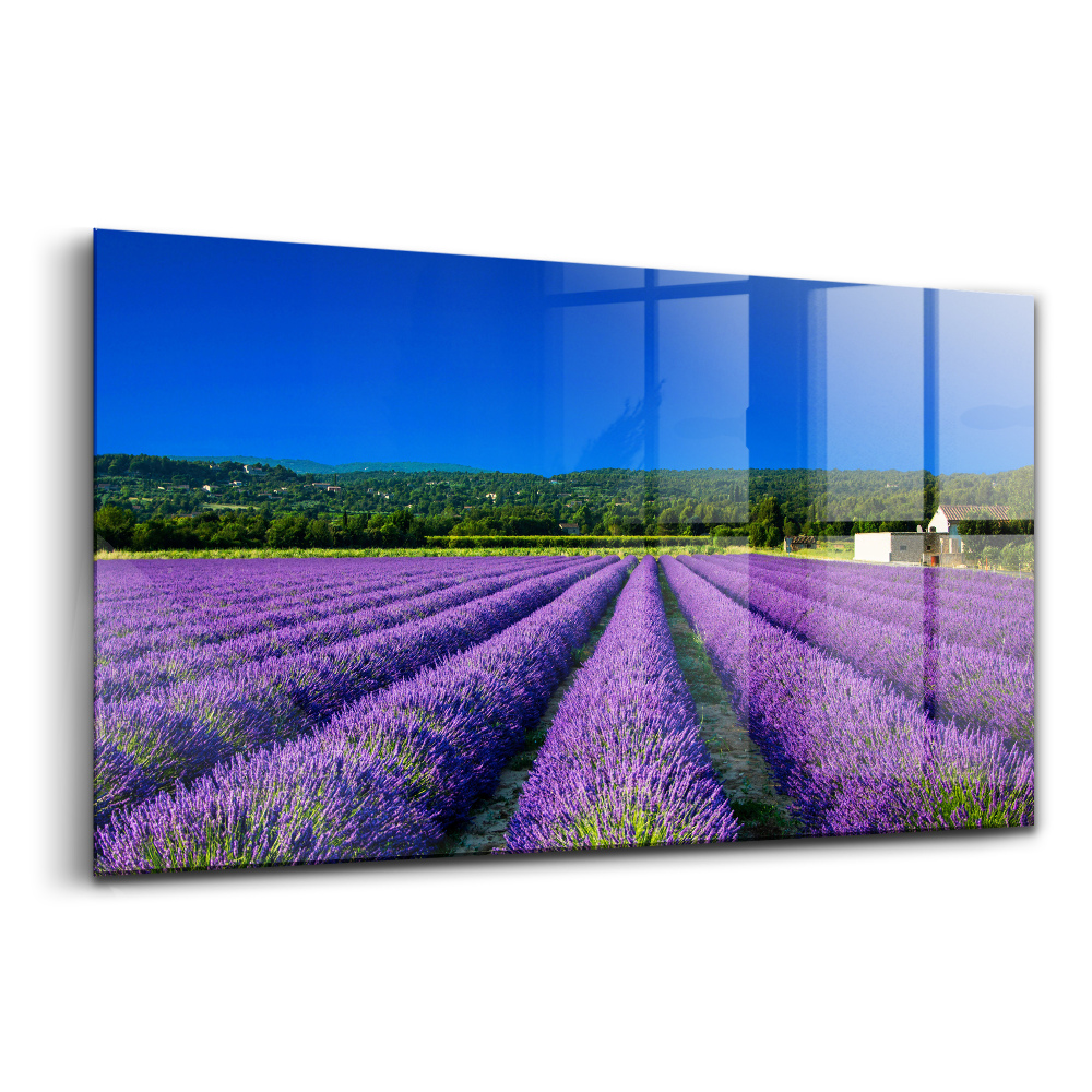 Tablou sticlă Câmp de lavandă în Provence
