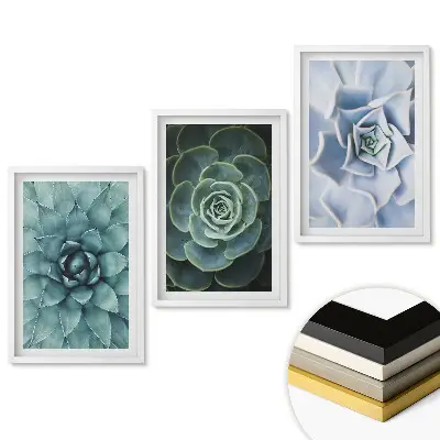Set 3 tablouri pentru living cu plante suculente