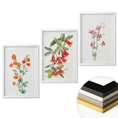 Set tablouri living Flori colorate în ilustrații delicate